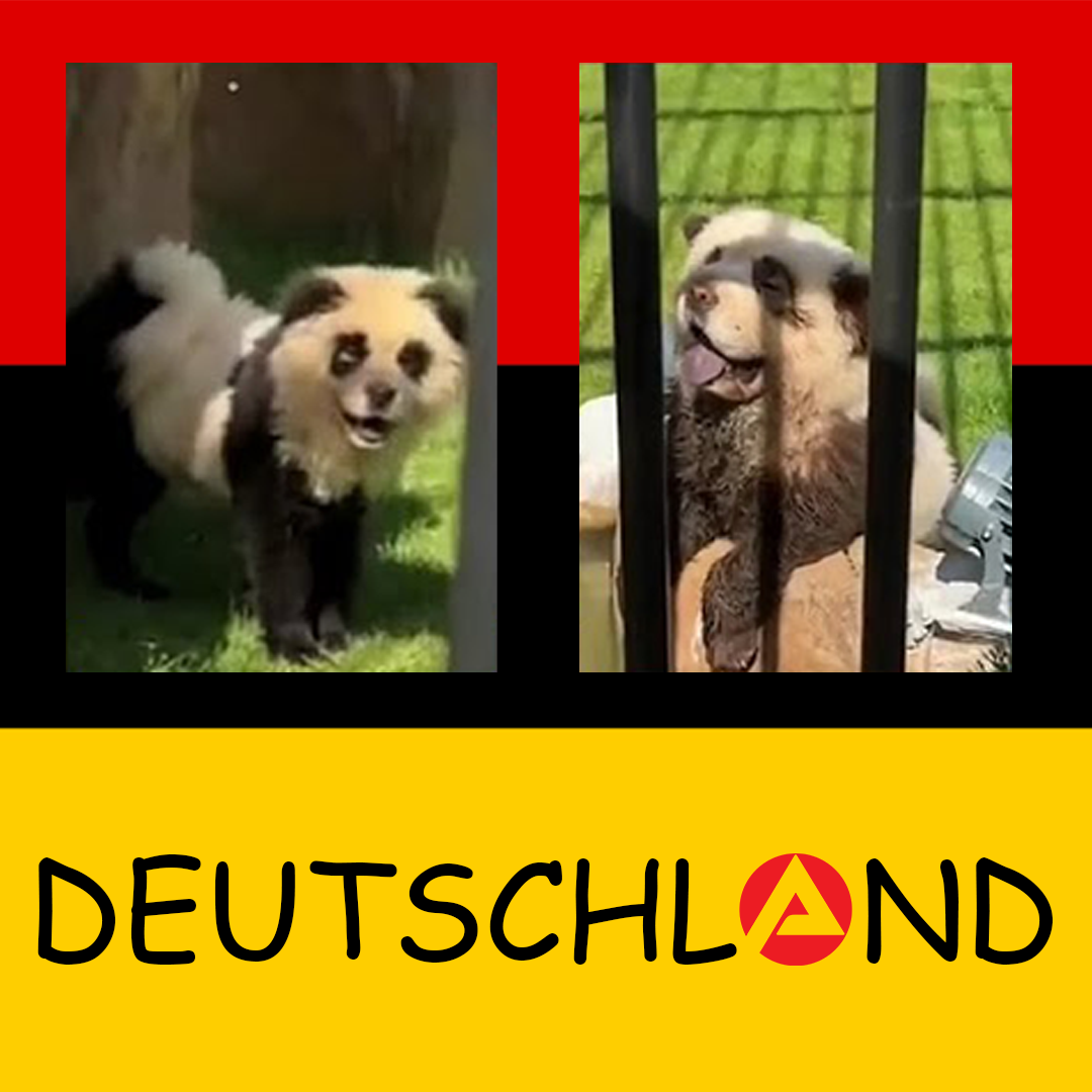 #004: Waffen für Wähler und Trans-Pandas | DEUTSCHLAND Podcast episode artwork